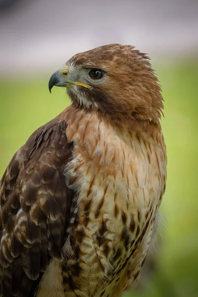 Falco Bruno Che Guarda Lato Con Sfondo Bokeh — Foto Stock