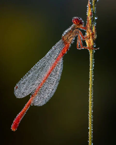 Colpo Verticale Una Libellula Darter Rubiconda Sul Gambo Una Pianta — Foto Stock