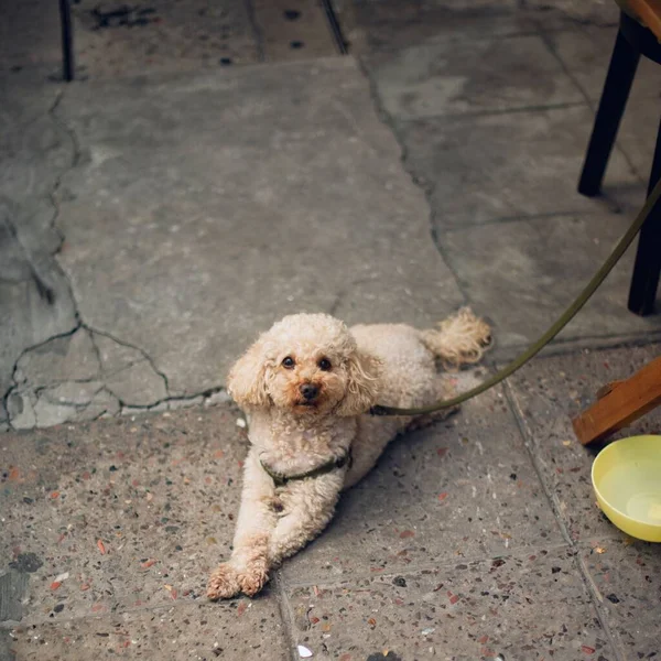 A happy toy poodle dog waiting at a restaurant with a bowl of water