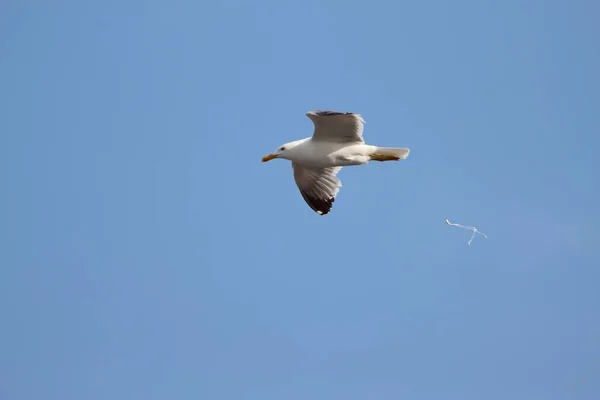 Bir Martı Açık Kanatlarıyla Mavi Gökyüzünde Uçarken Kakasını Bırakıyor — Stok fotoğraf