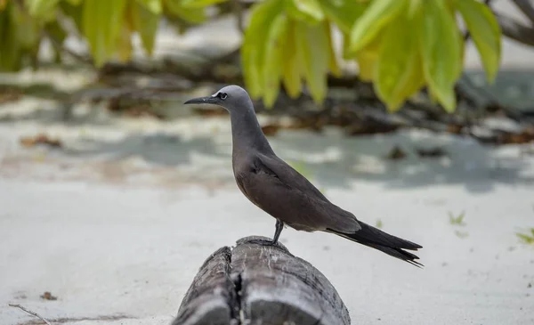 Brown Noddy Ave Exótica Polinesia Francesa Isla Tetiaroa — Foto de Stock