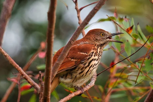 Closeup Brown Thrasher Toxostoma Rufum Perched Branch Eating Red Berry — Stock Photo, Image