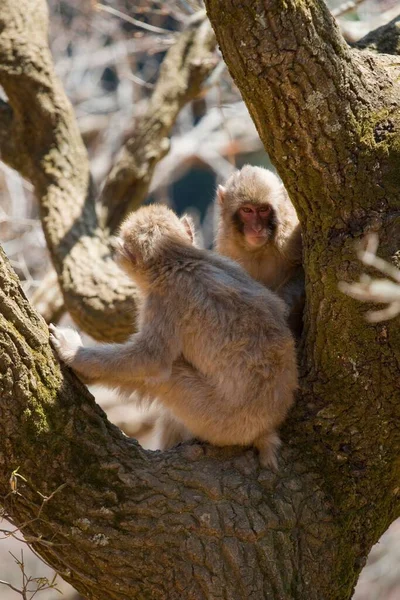 Close Vertical Macacos Japoneses Macaca Fuscata Uma Árvore Arashiyama Kyoto — Fotografia de Stock