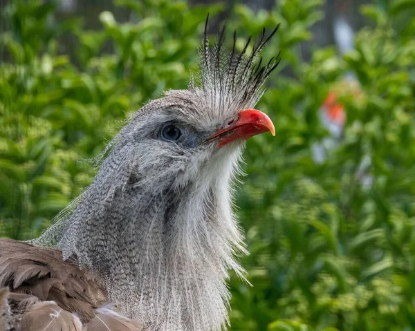 Hřebenatý Pták Cariama Zoologické Zahradě Hoenderdaell Anně Paulowně Nizozemsko — Stock fotografie