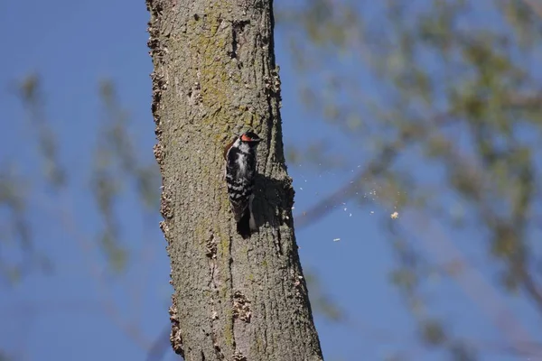 木の幹に倒木の鳥のクローズアップショット — ストック写真