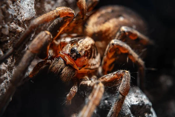 Una Macro Toma Una Araña Trochosa Araña Lobo —  Fotos de Stock