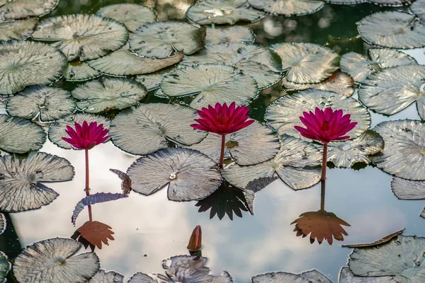 Vackra Röda Lotusblommor Med Reflektion Botaniska Trädgården Singapore — Stockfoto