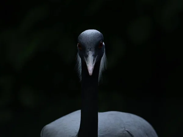 Tmavý Selektivní Snímek Demoiselle Jeřábové Ptačí Tváře — Stock fotografie