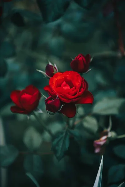 Een Verticaal Shot Van Rode Rozen Bloeiende Een Tuin — Stockfoto