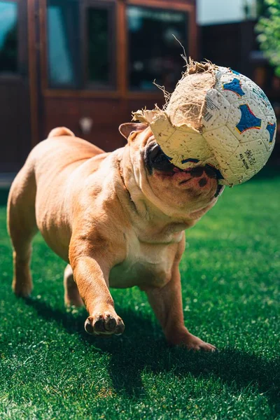 Pionowe Ujęcie Psa Bawiącego Się Rozdartą Piłką Trawie — Zdjęcie stockowe