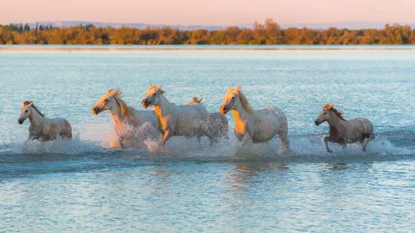 Horses Running Water Beautiful Wild Horses Camargue — Stock Photo, Image