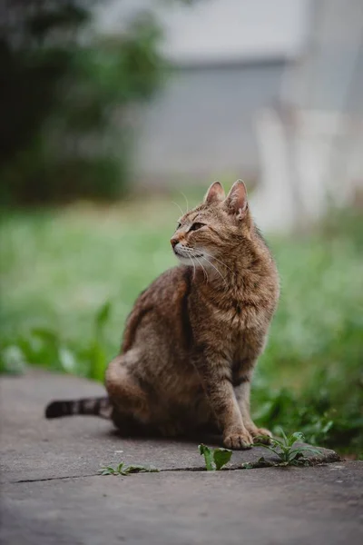 Eine Nahaufnahme Einer Braunen Katze Die Auf Einem Stein Sitzt — Stockfoto