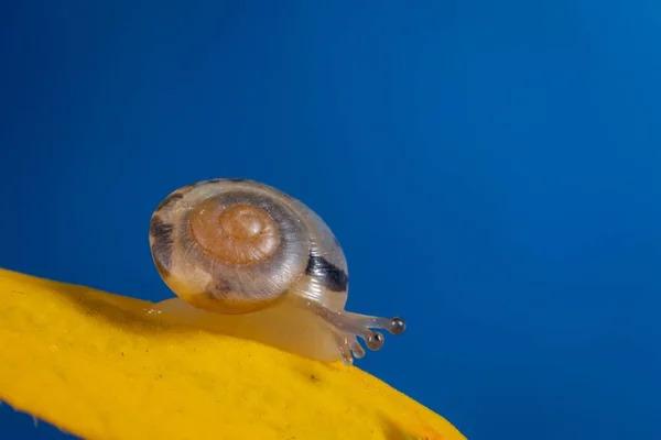 배경을 식물의 아름다운 달팽이를 매크로 — 스톡 사진