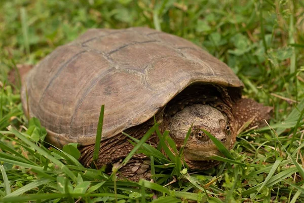 Egy Kis Teknős Lassan Sétál Fűben — Stock Fotó