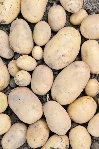 農場の地面にジャガイモの垂直方向のトップビュー — ストック写真