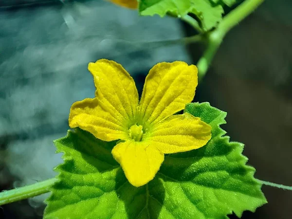 Detailní Záběr Žluté Ostnité Tykvovité Květinky — Stock fotografie