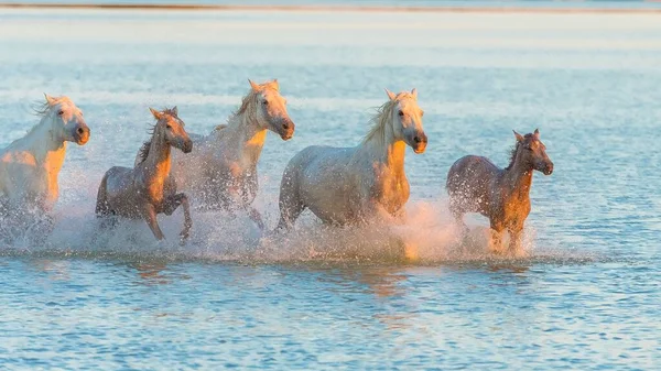 Caballos Corriendo Agua Hermosos Caballos Salvajes Camargue — Foto de Stock