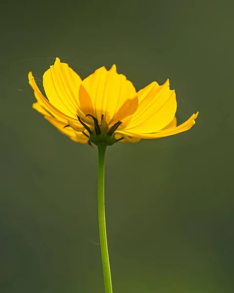 在模糊的背景下 一个黄色的硫磺宇宙花朵的垂直特写 — 图库照片