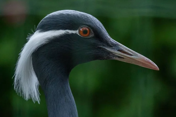 Une Prise Vue Sélective Visage Oiseau Grue Demoiselle — Photo