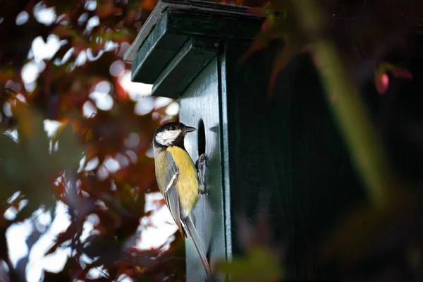 You Can See Great Tit Hanging Bird Feeder — ストック写真