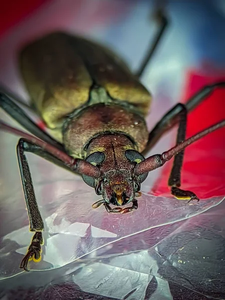 プラスチック製のパケットの上にエオソーマ スカブリカコーンの長い角のついた甲虫 — ストック写真
