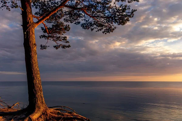 Tramonto Colorato Sulla Costa Mare Con Albero — Foto Stock