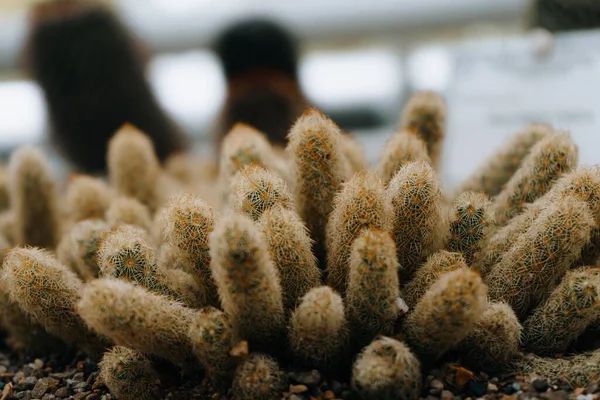 Närbild Guldspets Kaktus Mammillaria Elongata — Stockfoto