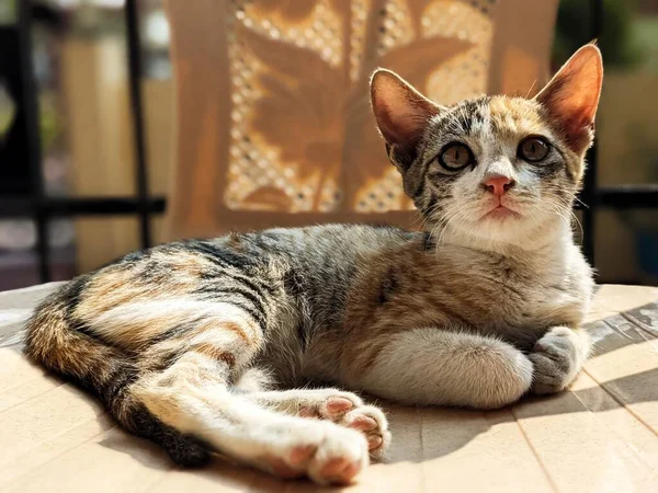 아래누워 귀여운 고양이의 — 스톡 사진