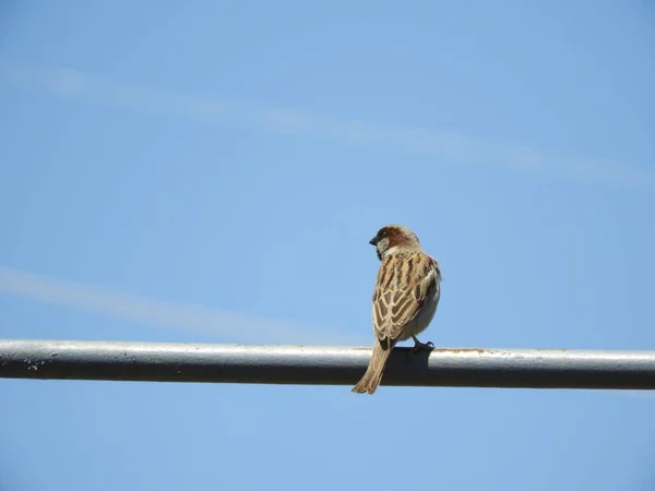 Common Sparrow Perched Electric Wire — Stock Photo, Image