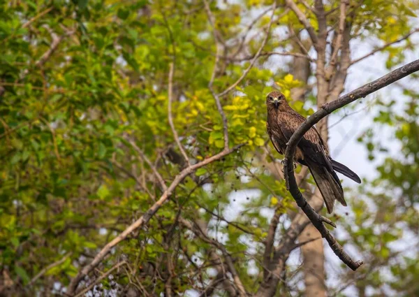 Foco Superficial Pássaro Papagaio Preto Uma Árvore Contato Visual Com — Fotografia de Stock