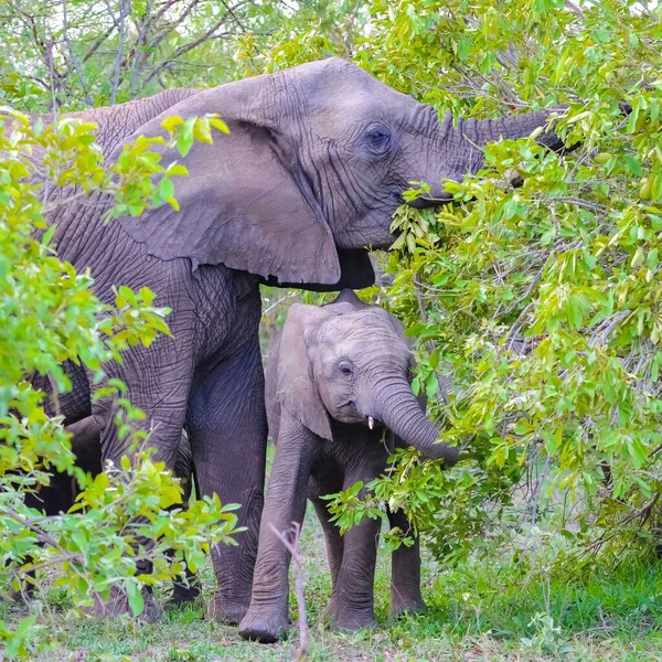 Elefanti Mandria Con Bambini Grande Famiglia Africa Tanzania — Foto Stock