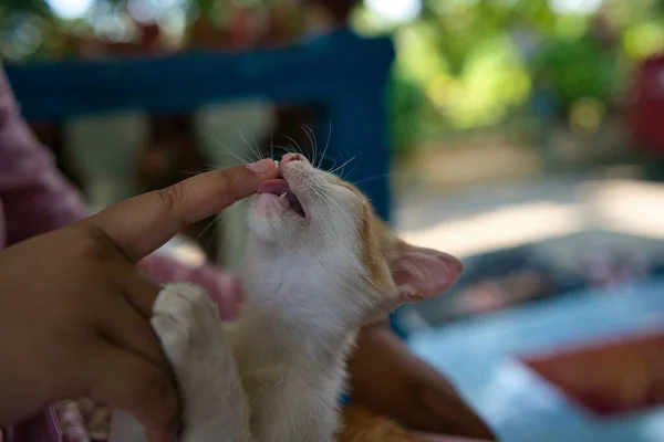 Small Kitten Licking Tip Person Finger — Stock Photo, Image