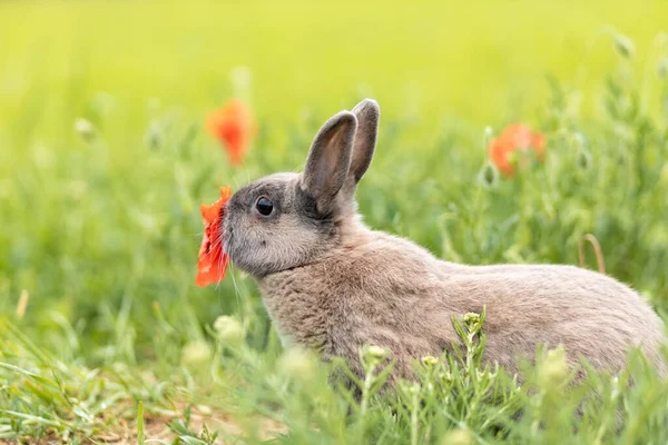 一只兔子在绿草中嗅出红色罂粟的特写镜头 — 图库照片
