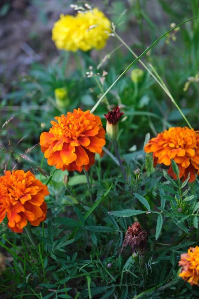 Sárga Narancs Virág Kertben — Stock Fotó