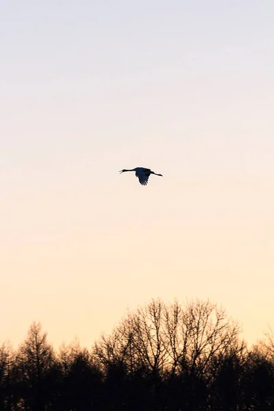 Een Verticaal Van Een Rood Gekroonde Kraan Vliegend Bij Zonsondergang — Stockfoto