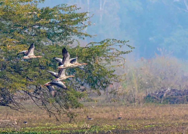 Ein Kleiner Schwarm Graugänse Fliegt Über Das Feuchtgebiet Gegen Einen — Stockfoto