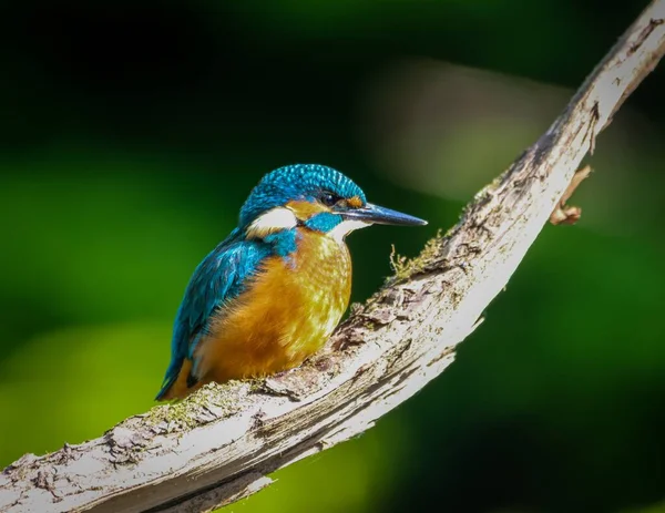 Closeup Kingfisher Perched Tree Branch Green Background — Stock Photo, Image