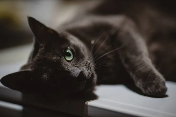Ένα Κοντινό Πλάνο Μια Τεμπέλα Μαύρη Γάτα — Φωτογραφία Αρχείου