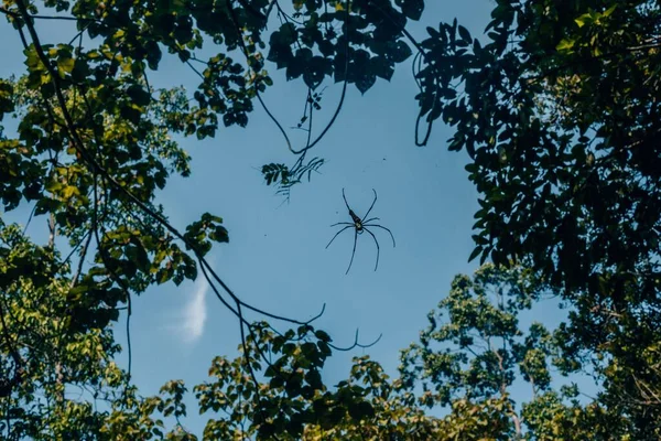 Havada Asılı Bir Örümceğin Düşük Açılı Çerçeveli Görüntüsü — Stok fotoğraf