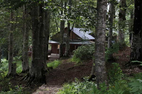 Una Pequeña Cabaña Madera Bosque Sombrío — Foto de Stock