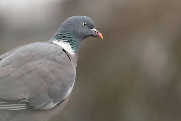 Eine Selektive Fokusaufnahme Eines Grauen Taubenvogels — Stockfoto