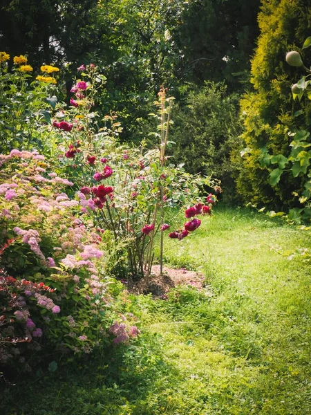 Flores Jardim Dia Ensolarado — Fotografia de Stock