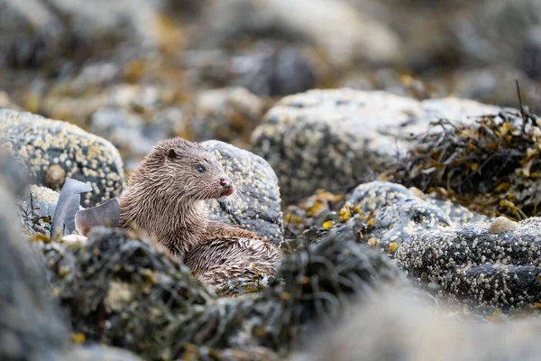 A closeup shot of a cute otter among the stones
