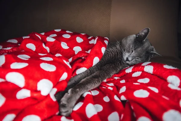 Drăguț Britanic Shorthair Dormind Într Pătură Roșie Punctată — Fotografie, imagine de stoc