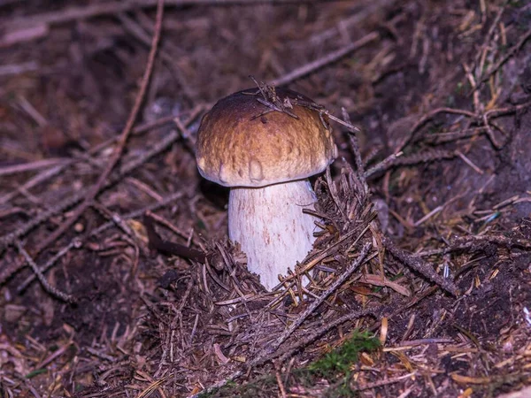 Крупный План Гриба Булочки Пенни Boletus Edulis — стоковое фото