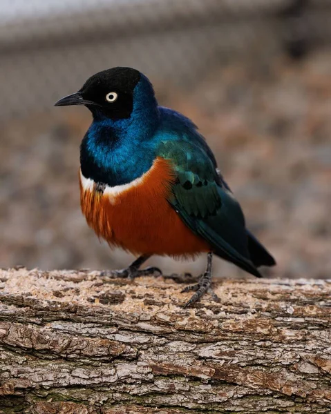 Eine Vertikale Aufnahme Eines Schönen Afrikanischen Star Vogels Auf Einem — Stockfoto