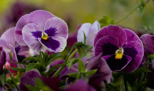 Közelkép Lila Színű Kerti Viola Garten Stiefmuetterchen Violaceae — Stock Fotó