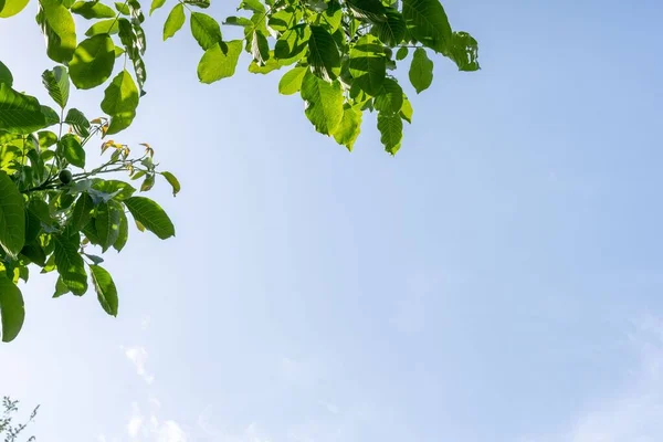 Takken Van Walnotenboom Met Frisse Groene Bladeren Onder Blauwe Lucht — Stockfoto