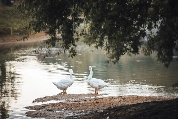 Close Shot Pair White Ducks Pond — Stock Photo, Image