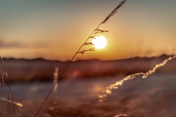 Gambo Erba Focalizzata Con Cielo Arancio Tramonto Sullo Sfondo — Foto Stock